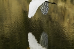 reflection white heron
