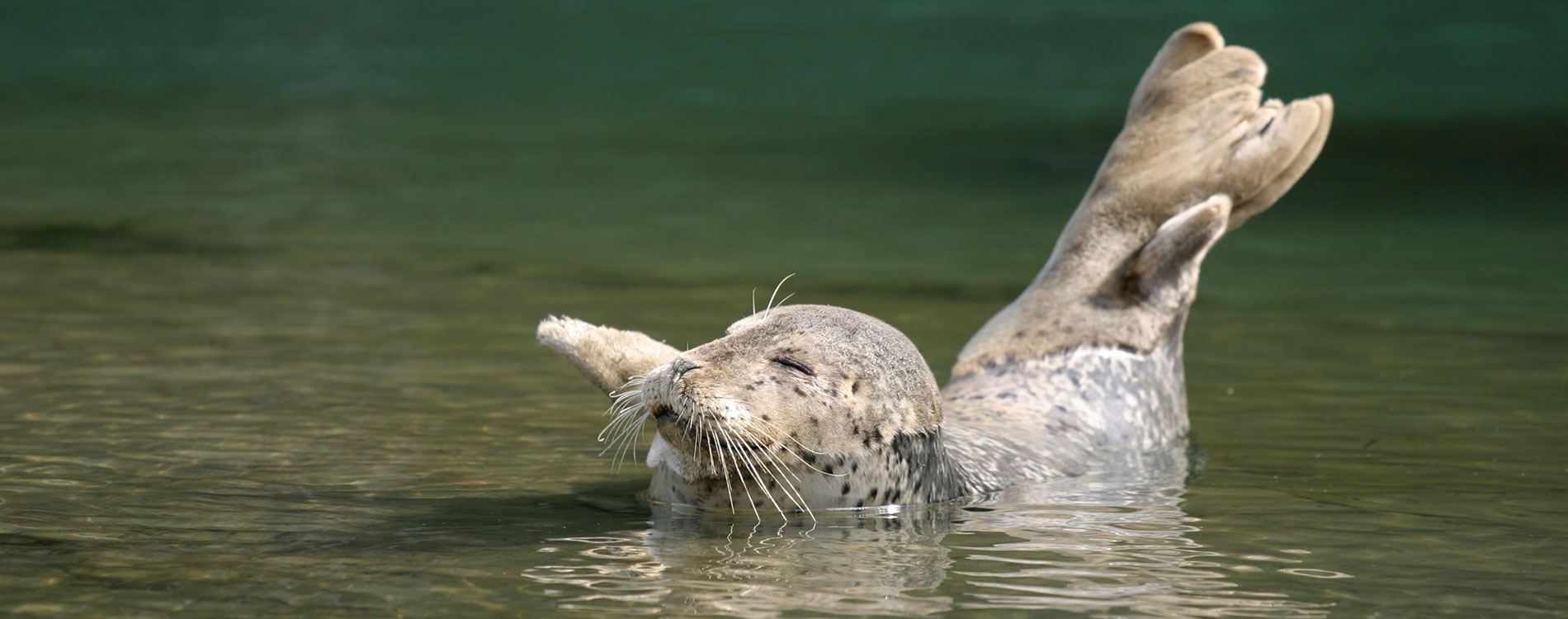 seals in big river mendocino catch a canoe boat and bike rentals