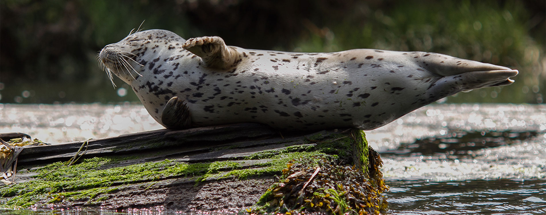 big river mendocino wildlife - seal