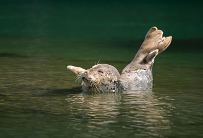 big river mendocino harbor seals