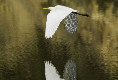 big river mendocino bird watching