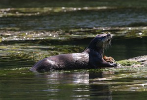 harbor seals big river mendocino