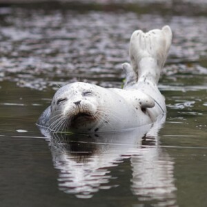 baby seal in big river