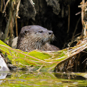 otter on big river in mendocino